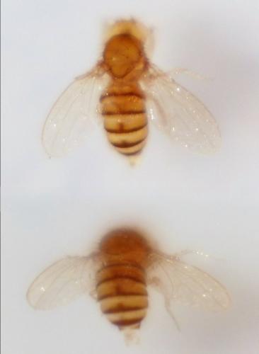 Drosophila simulans